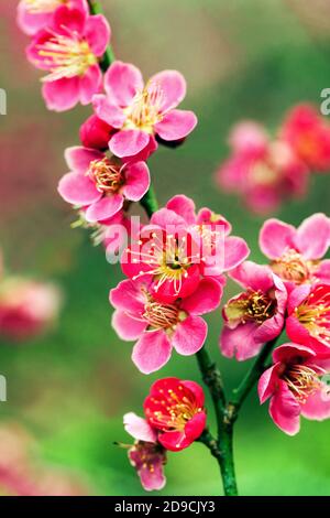 Prunus Blüte Baum Zweig Prunus mume Beni Chidori blühende Blumen im späten Winter März rosa Blüten Prunus Beni Chidori erste Frühlingsblumen marschieren Stockfoto