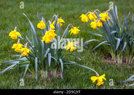 Gelbe Narzissen blüht im Frühlingsgarten Rasen Narzisse Frühlingsblumen Stockfoto