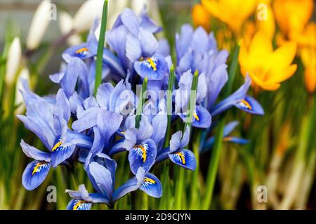 Blaue Iris reticulata Harmony Blume Blaue Irisblume gelbe Krokusblüten im Frühjahr Stockfoto