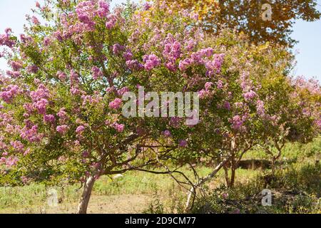 Baum mit rosa Blüten Stockfoto