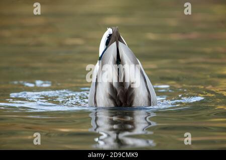 Mallard Ente steht auf dem Kopf in einem Teich auf der Suche nach Nahrung im Cannon Hill Park in Spokane, Washington. Stockfoto