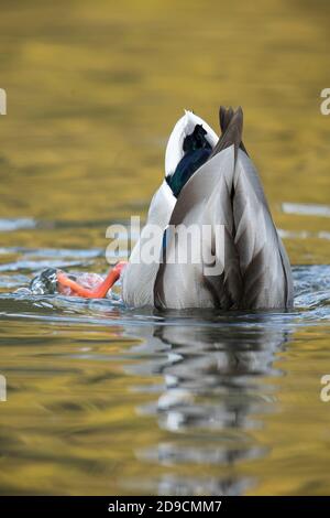 Mallard Ente steht auf dem Kopf in einem Teich auf der Suche nach Nahrung im Cannon Hill Park in Spokane, Washington. Stockfoto