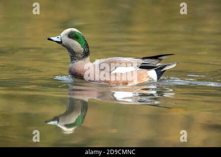 American wigeon schwimmt im Teich des Cannon Hill Park in Spokane, Washington. Stockfoto