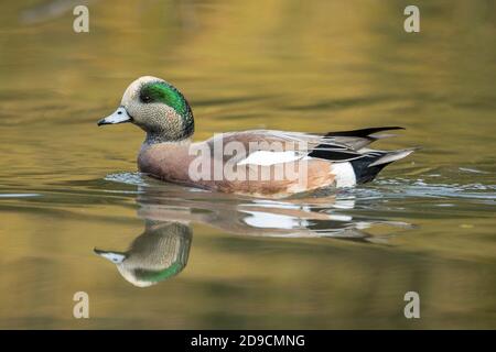 American wigeon schwimmt im Teich des Cannon Hill Park in Spokane, Washington. Stockfoto