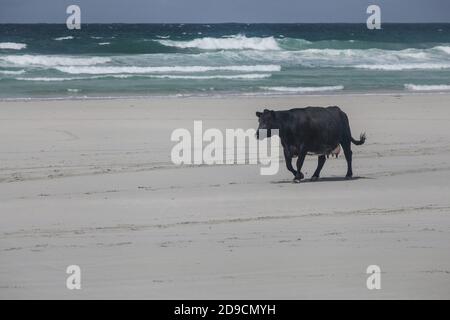 Rinder auf Traigh Eais, einem langen Strand an der Nordwestküste von Barra in den Äußeren Hebriden von Schottland. Stockfoto