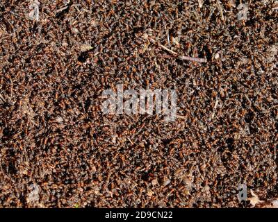 Große braune Waldameisen. Eine riesige Anzahl von Insekten. Hintergrund. Stockfoto