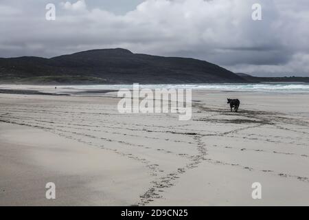 Rinder auf Traigh Eais, einem langen Strand an der Nordwestküste von Barra in den Äußeren Hebriden von Schottland. Stockfoto