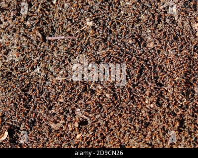 Große braune Waldameisen. Eine riesige Anzahl von Insekten. Hintergrund. Stockfoto