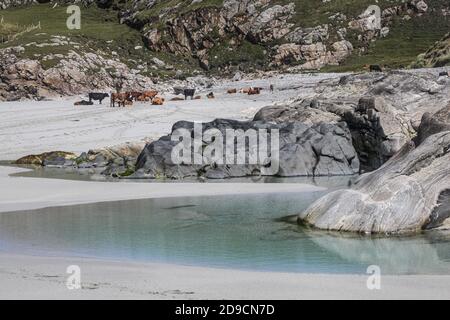 Rinder auf Traigh Eais, einem langen Strand an der Nordwestküste von Barra in den Äußeren Hebriden von Schottland. Stockfoto