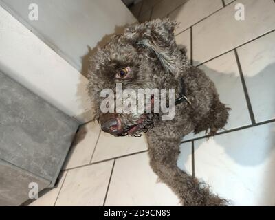 Sitzender Hund Profil braun lagotto romagnolo Trüffel Rasse aus nächster Nähe Hintergrund moderne hochwertige Drucke Stockfoto