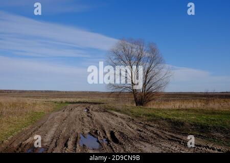 Einsame Weide in der Nähe einer Feldstraße. Frühlingslandschaft. Stockfoto