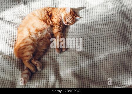 Blick von oben auf Ingwer Katze entspannen auf der Couch im Wohnzimmer an sonnigen Tag. Haustier, das zu Hause gut schläft Stockfoto