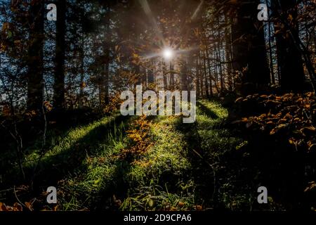 Foto von Sonnenstrahlen, die von hinten von Bäumen durchdringen Nasses Gras und Blätter Stockfoto