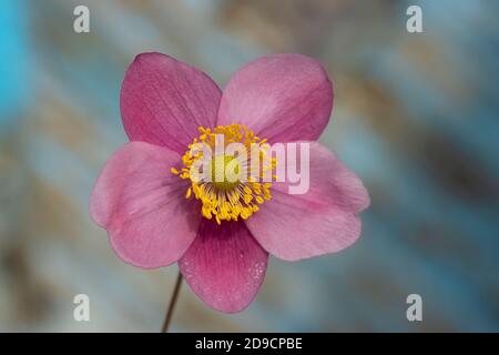 Makroaufnahme von Anemone Vivid Dark Pink Flower auf Blau Verschwommener Verfallener Holzhintergrund Stockfoto