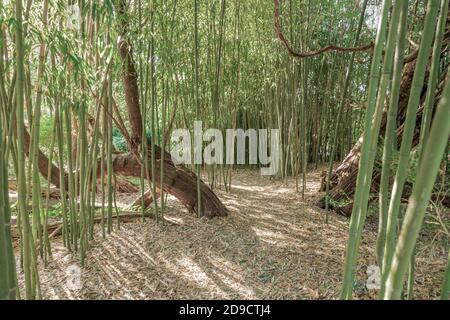 Landschaft mit Bambus und einem einfachen Weg Stockfoto