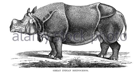 Große indische Rhinozeros, Vintage Illustration von 1894 Stockfoto