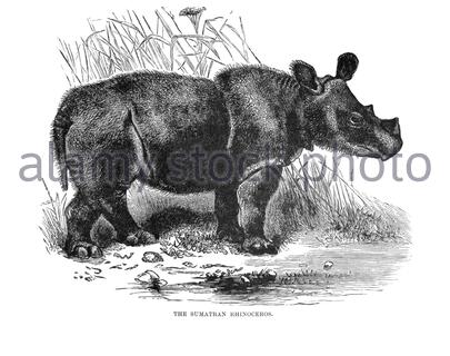 Sumatran Rhinoceros, Vintage Illustration von 1894 Stockfoto