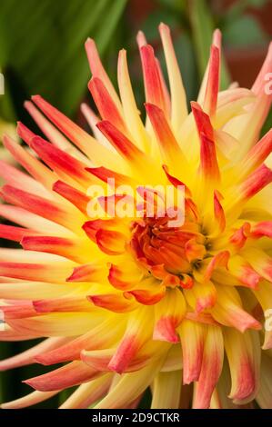 Eine Nahaufnahme von Dahlia Vectra ein dekoratives oder Abendessen Platte doppelt dahlia.That blüht im Sommer EINE tuberöse Staude, die Mag volle Sonne Stockfoto