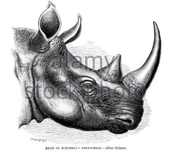 Kopf des Burchell's Rhinoceros (südliches weißes Nashorn), Vintage Illustration von 1894 Stockfoto