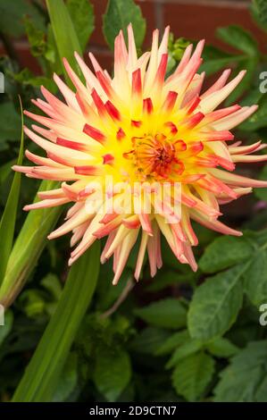 Eine Nahaufnahme von Dahlia Vectra ein dekoratives oder Abendessen Platte doppelt dahlia.That blüht im Sommer EINE tuberöse Staude, die Mag volle Sonne Stockfoto