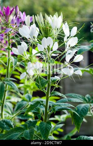 Cleome hassleriana oder Cleome spinosa Gärten Spider Anlage. Eine Nahaufnahme eines jährlichen Anlage, die sich am besten in der vollen Sonne und ist Winterharte frost Ausschreibung Stockfoto