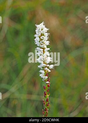 Einzelne Blütenspitze aus kleinen weißen Blüten des Alpine Bistorts (Bistorta vivipara oder Persicaria vivipara) in Cumbria England Stockfoto