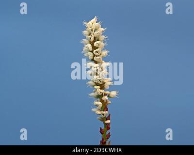 Einzelne Blütenspitze aus kleinen weißen Blüten des Alpine Bistorts (Bistorta vivipara oder Persicaria vivipara) in Cumbria England Stockfoto