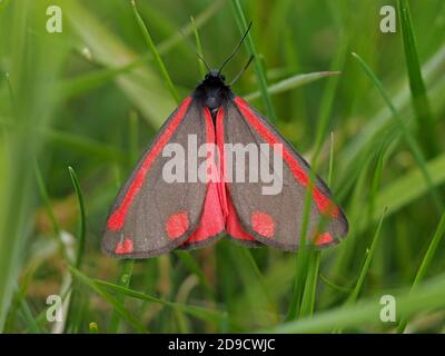 Rot & schwarz schillernde Warnfarben des tagtäglichen Arktiiden Cinnabar Moth (Tyria jacobaeae), der tagsüber auf Grasland in Cumbria, England, ruht Stockfoto