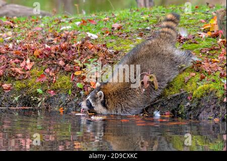 Waschbär lehnt sich ins Wasser für einen Drink Stockfoto