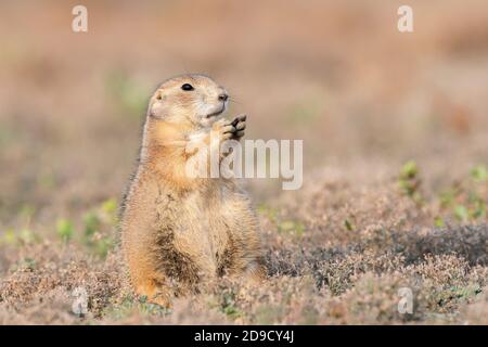 Schwarzschwanz-Präriehund (Cynomys ludovicianus), der russische Distel frisst, Herbst, Theodore Roosevelt NP, ND, USA, von Dominique Baud/Dembinsky Photo Assoc Stockfoto