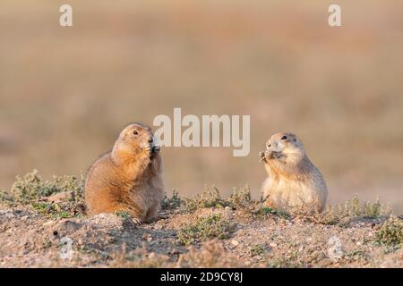 Schwarzschwanz-Präriehund (Cynomys ludovicianus), der russische Distel frisst, Herbst, Theodore Roosevelt NP, ND, USA, von Dominique Baud/Dembinsky Photo Assoc Stockfoto