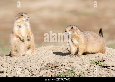 Schwarzschwanz-Präriehunde in der Höhle, Alarm, (Cynomys ludovicianus), Herbst, Theodore Roosevelt NP, ND, USA, von Dominique Braud/Dembinsky Photo Assoc Stockfoto