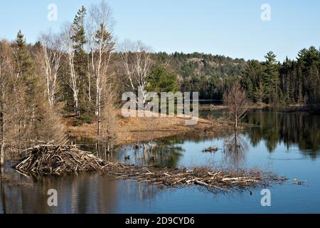 Biber Winter Futter Cache Haufen und Biber Lodge in der Herbstsaison. Herbstlandschaft mit Biberhütte und Futtercache-Struktur. Stockfoto