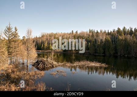 Biber Winter Futter Cache Haufen und Biber Lodge in der Herbstsaison. Herbstlandschaft mit Biberhütte und Futtercache-Struktur. Stockfoto