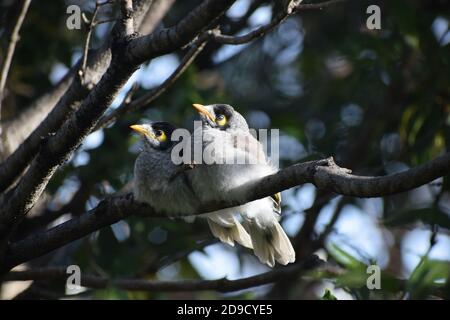 Geräuschvoller Bergmann (Manorina melanocephala) Stockfoto