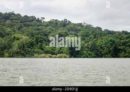 Wald im Kanalgebiet von Panama Stockfoto