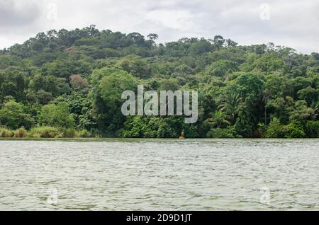 Wald im Kanalgebiet von Panama Stockfoto