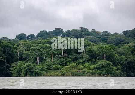 Wald im Gebiet des Panamakanals Stockfoto