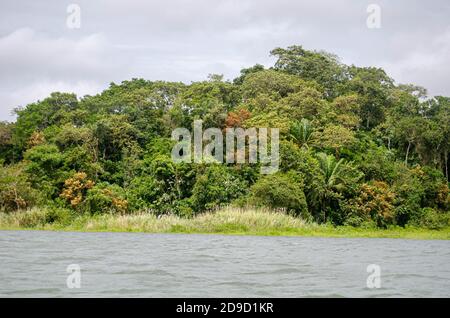 Wald im Kanalgebiet von Panama Stockfoto