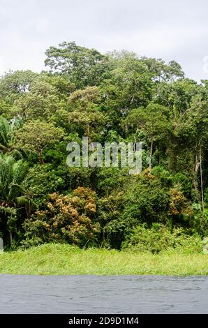 Wald im Kanalgebiet von Panama Stockfoto