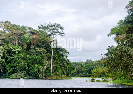 Wald im Kanalgebiet von Panama Stockfoto