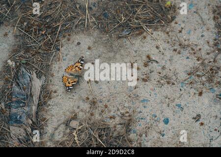 Schmetterling auf dem Bürgersteig. Verlieren Sie sich von orange-schwarz-weißen Schmetterling und seinen Schatten auf dem grau-grauen Asphalt. Trocken fallen Fichtennadeln herum. Niedliches kleines Insekt. Stockfoto