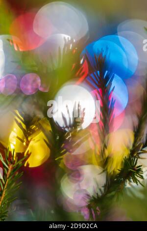 Silhouette des Astes mit Nadeln Weihnachtsbaum. Frohes neues Jahr Ornament Dekorationen, bunte Unschärfe abstrakt verschwommen Bokeh Hintergrund Stockfoto