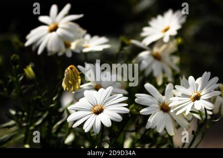 Dimorphotheca ecklonis blüht, gemeinhin als Gänseblümchen bezeichnet Stockfoto