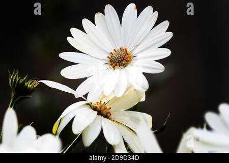 Dimorphotheca ecklonis blüht, gemeinhin als Gänseblümchen bezeichnet Stockfoto