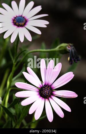 Dimorphotheca ecklonis blüht, gemeinhin als Gänseblümchen bezeichnet Stockfoto