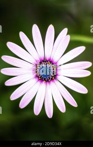 Dimorphotheca ecklonis blüht, gemeinhin als Gänseblümchen bezeichnet Stockfoto