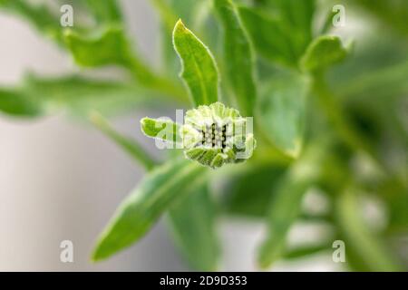 Dimorphotheca ecklonis blüht, gemeinhin als Gänseblümchen bezeichnet Stockfoto