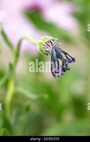 Dimorphotheca ecklonis blüht, gemeinhin als Gänseblümchen bezeichnet Stockfoto