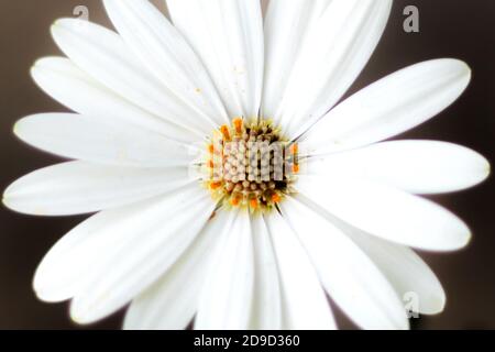 Dimorphotheca ecklonis blüht, gemeinhin als Gänseblümchen bezeichnet Stockfoto